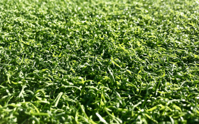 How to clean artificial grass?