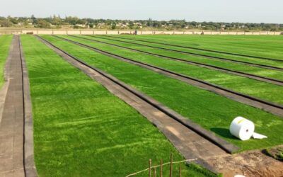 Soccer field in Mozambique using GREENBOAR 2VL adhesive